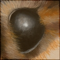 Augenblick eines Maikäfers; Acryl auf Leinwand;
30 x 30 cm